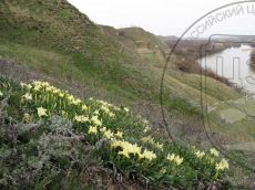 Iris-pumila_Кубань_цветение